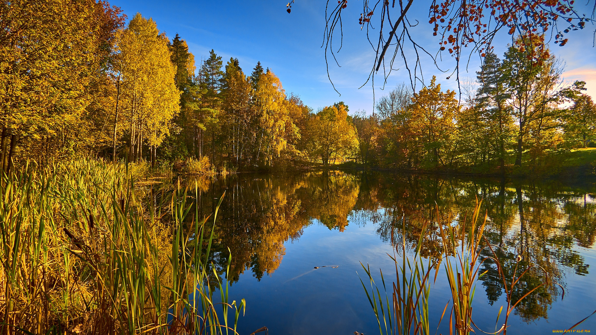 Осень лес речка